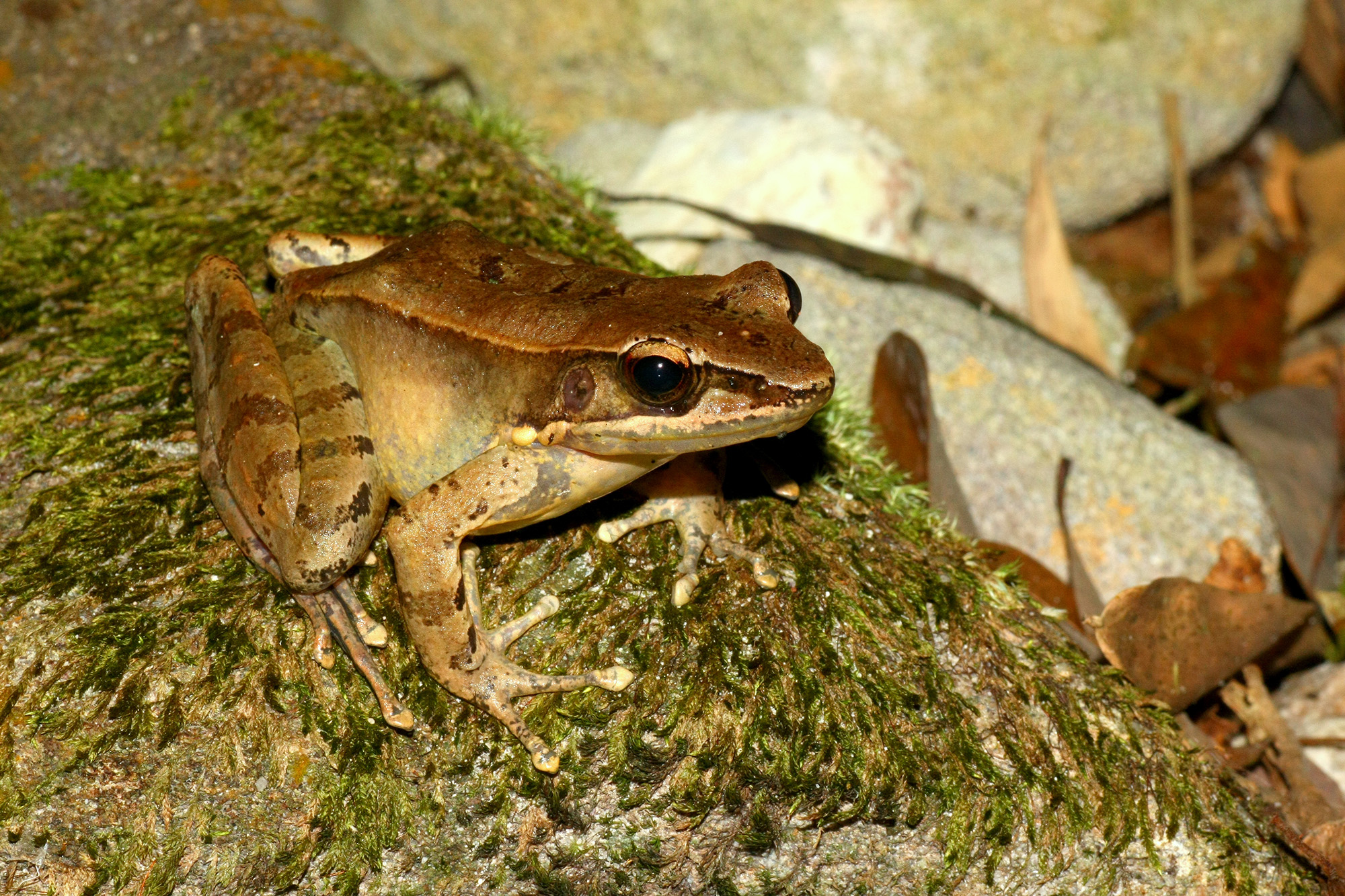 Hainan Bamboo leaf Frog (Odorrana nasuta) from Z village
